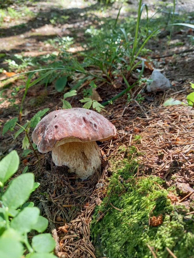 Camping Nad Karpatamy Spa Hotel Hrobiscse Kültér fotó